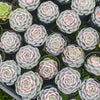 Echeveria Blue Surprise Variegated