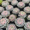 Echeveria Blue Surprise Variegated