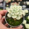 Echeveria 'Tango' variegated