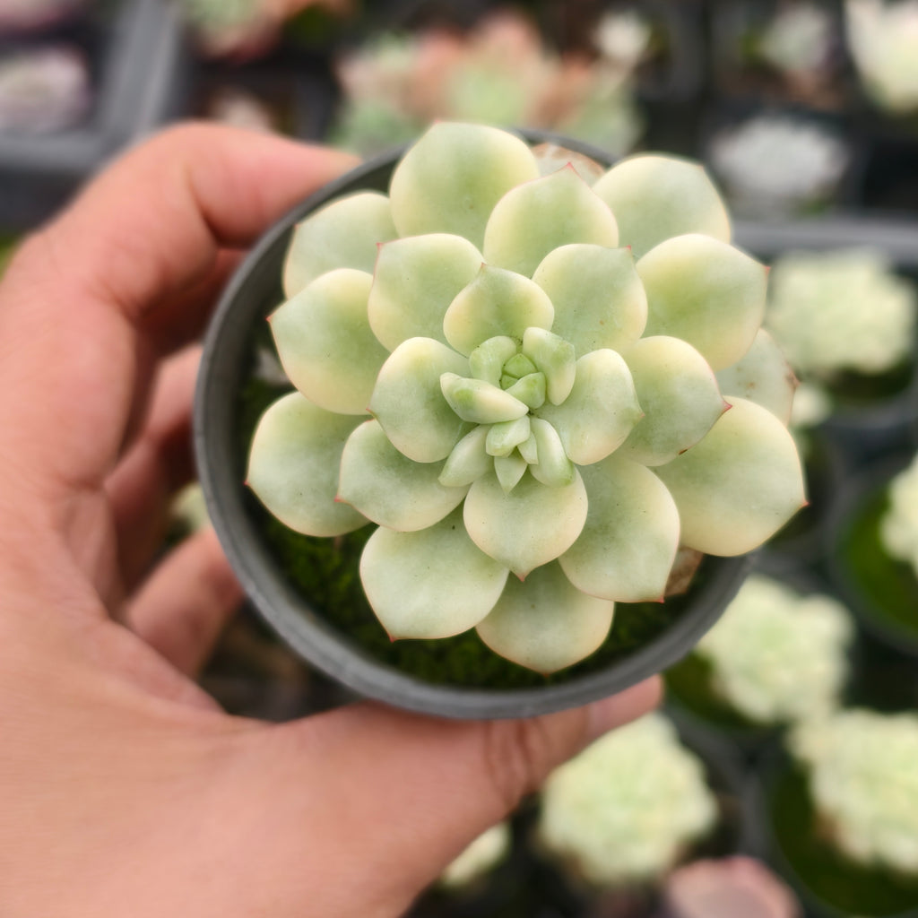Echeveria 'Tango' variegated