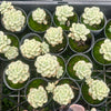 Echeveria 'Tango' variegated