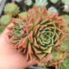 Echeveria 'SPY'