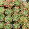 Echeveria 'SPY'