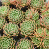 Echeveria 'SPY'