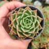 Echeveria 'SPY'