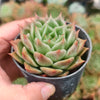 Echeveria 'SPY'