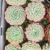 [PACK of 10 PLANTS] x  Echeveria 'Heart Throb' (CH)