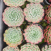 Echeveria 'Heart Throb' (CH)