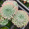 Echeveria 'Heart Throb' (CH)