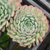 Echeveria 'Heart Throb' (CH)
