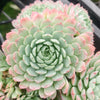 Echeveria 'Heart Throb' (CH)