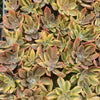 Graptoveria 'Fred Ives Variegata'