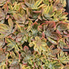 Graptoveria 'Fred Ives Variegata'