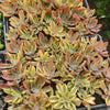 Graptoveria 'Fred Ives Variegata'