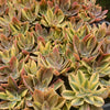 Graptoveria 'Fred Ives Variegata'