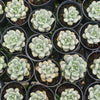 Echeveria Super Milky