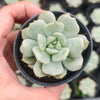 Echeveria Super Milky