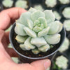 Echeveria Super Milky