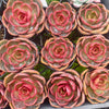 Echeveria 'Red Light'