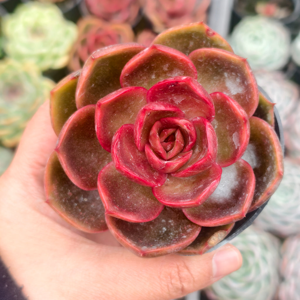 Echeveria 'Red Light'