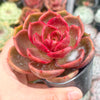 Echeveria 'Red Light'