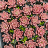 Echeveria ‘Crimson River'