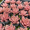 Echeveria ‘Crimson River'
