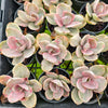 Echeveria Decora