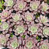 Echeveria ‘Crimson River'