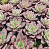 Echeveria ‘Crimson River'