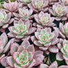 Echeveria ‘Crimson River'