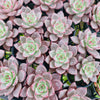 Echeveria ‘Crimson River'