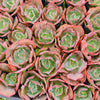 Echeveria 'Bumps' (young plant)