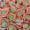 Echeveria 'Bumps' (young plant)