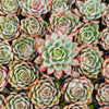 Echeveria 'Hera'