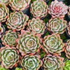 Echeveria 'Hera'