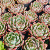 Echeveria 'Hera'