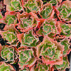 Echeveria 'Verrugas' (Bump Leaf)(Young plant)