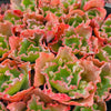 Echeveria 'Verrugas' (Bump Leaf)(Young plant)