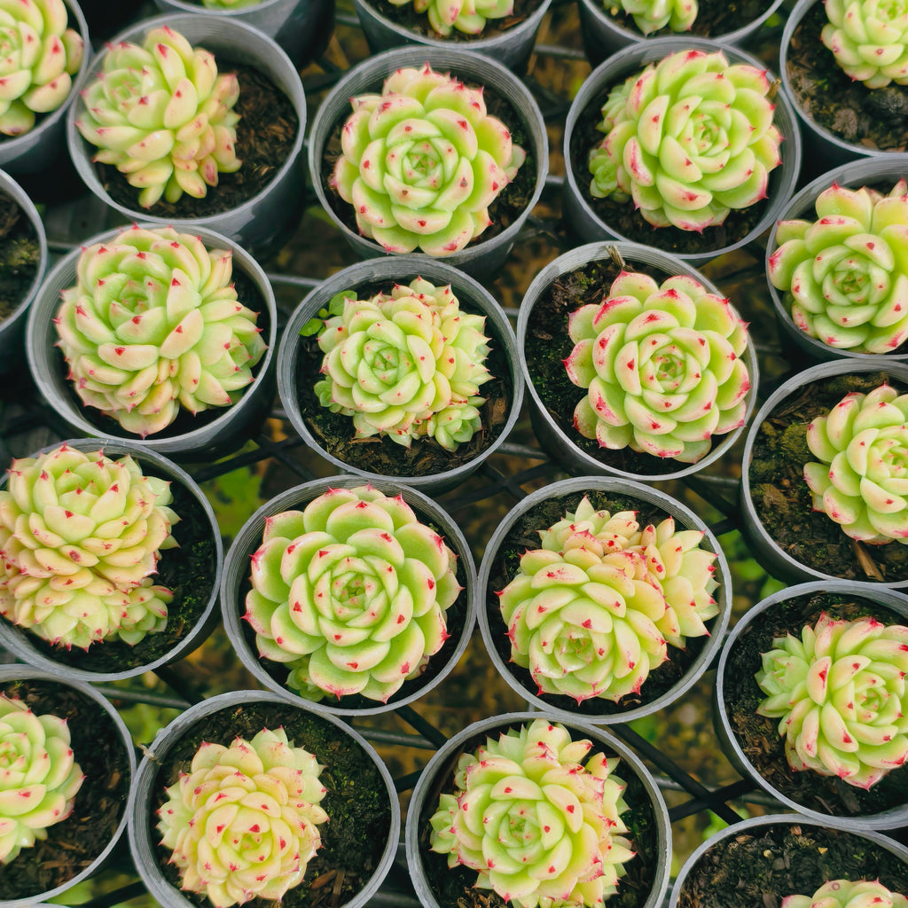 Echeveria ‘Phoenix Fire'