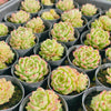Echeveria ‘Phoenix Fire'