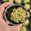 Echeveria ‘Phoenix Fire'