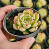 Echeveria ‘Phoenix Fire'