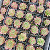 [PACK of 10 PLANTS] x Echeveria 'Party Queen' (KRF)
