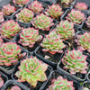 [PACK of 10 PLANTS] x Echeveria 'Party Queen' (KRF)