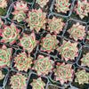 Echeveria Romeo Rubin x Ebony