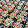 Echeveria Romeo Rubin x Ebony