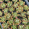 Echeveria 'Dark Vader' (aka Ech. Darkness Power)(lots of marks)