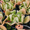 Echeveria 'Dark Vader' (aka Ech. Darkness Power)(lots of marks)