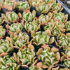 Echeveria 'Dark Vader' (aka Ech. Darkness Power)(lots of marks)